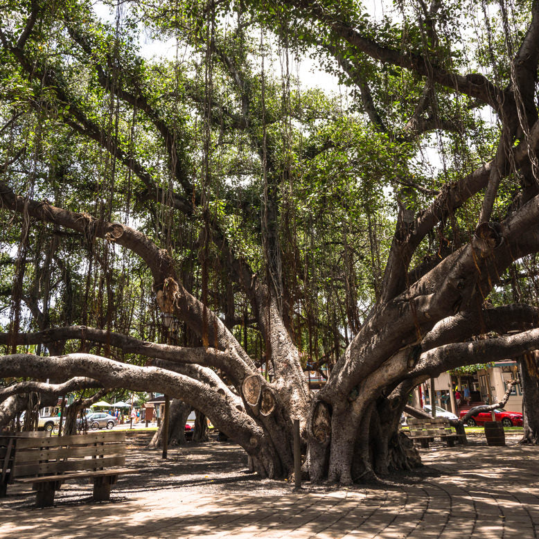 Lahaina Banyan Tree Maui Hawaii