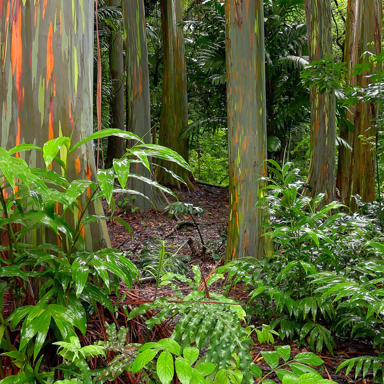 Rainbow eucalyptus trees hana maui hawaii