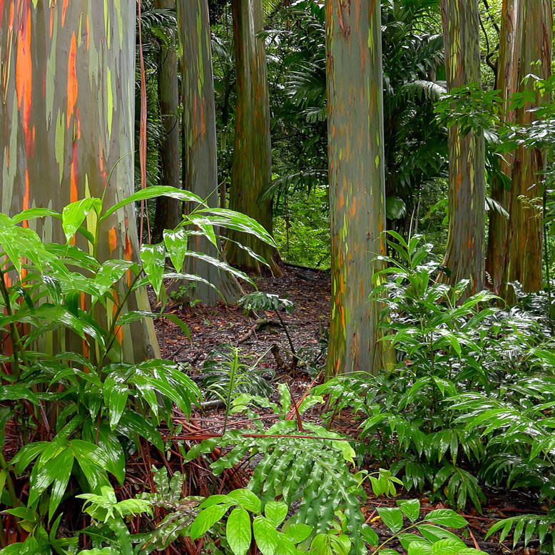 Rainbow eucalyptus trees hana maui hawaii