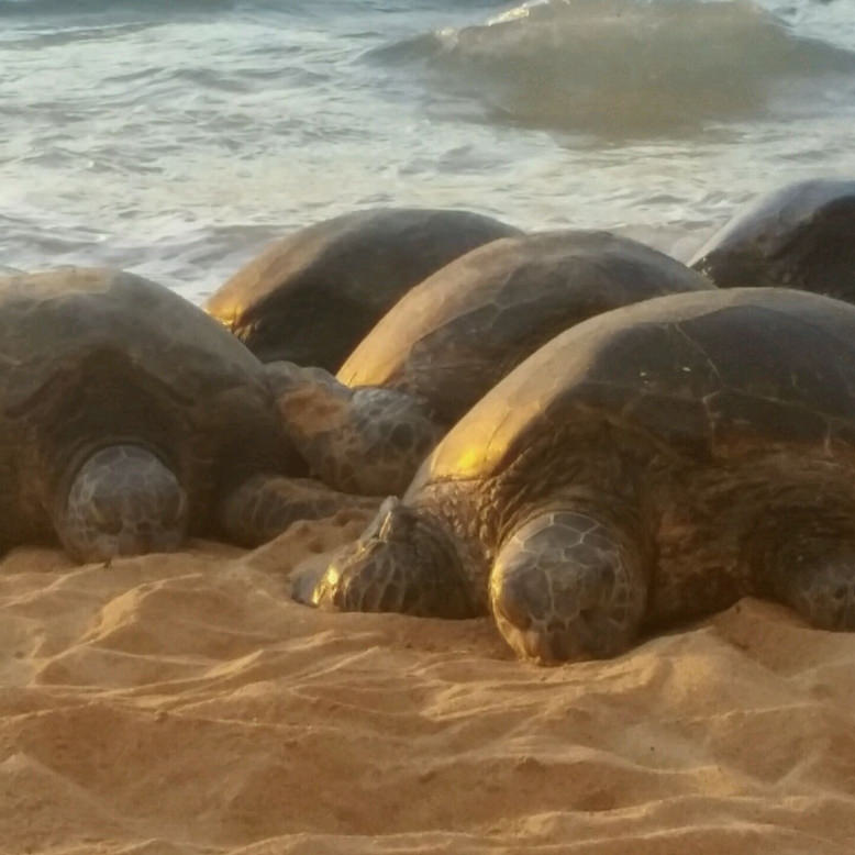 Sea Turtles on hana beach maui hawaii